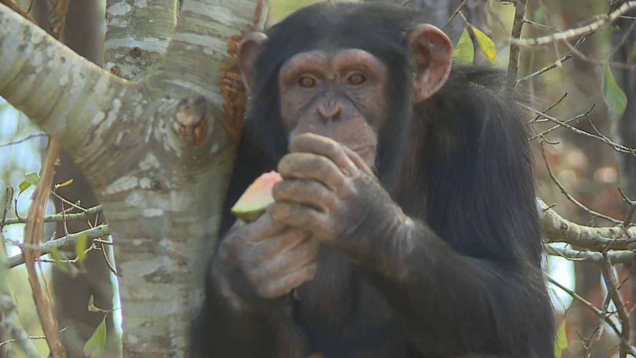 Chimp Haven 2.jpg